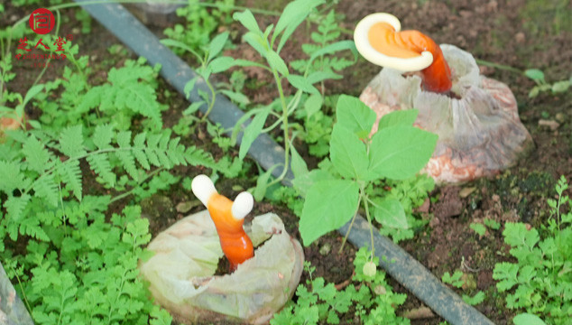 灵芝孢子粉,破壁灵芝孢子粉,灵芝孢子粉胶囊,破壁灵芝孢子粉胶囊