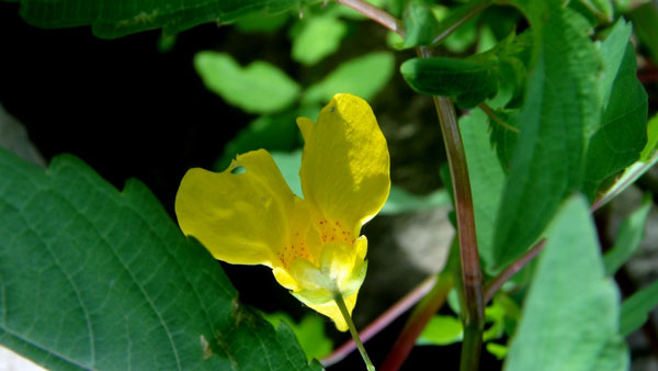 泰山药物「黄凤仙」(图1)