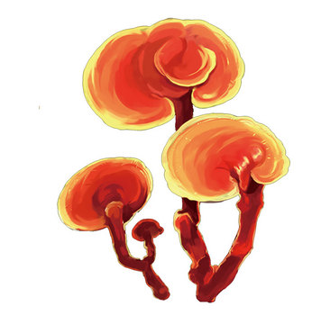 神奇的东方蘑菇-灵芝是怎样形成的？(图1)