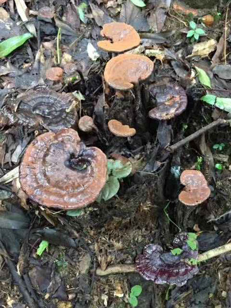 松杉灵芝又名松杉树芝,木灵芝.