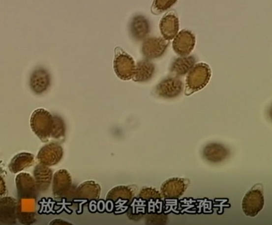 灵芝孢子粉有何魅力让众多人为之折服(图1)