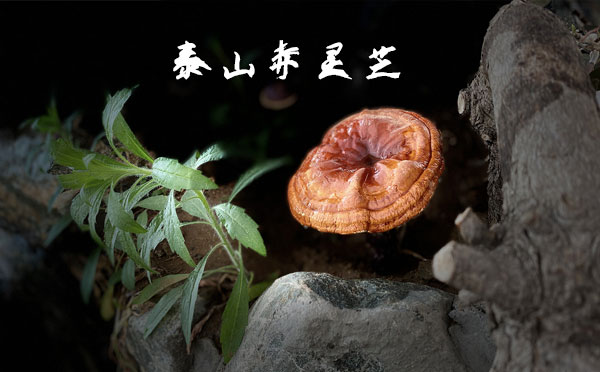泰山赤灵芝