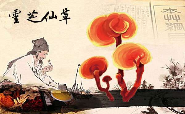 泰山赤灵芝,本草纲目,灵芝仙草