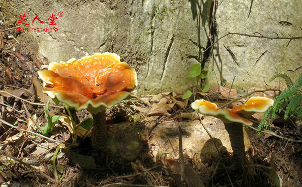 灵芝,泰山灵芝,泰山赤灵芝,灵芝品牌,什么品牌的灵芝好