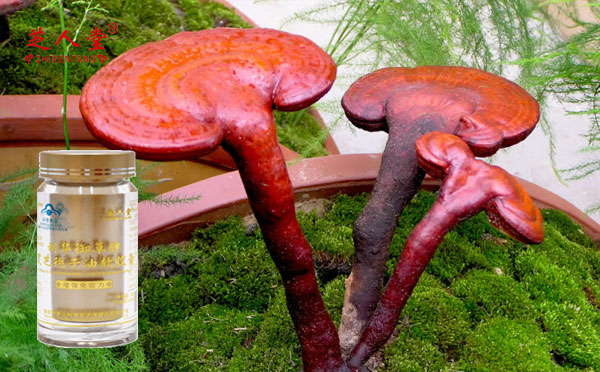 灵芝孢子油吃了会上火吗