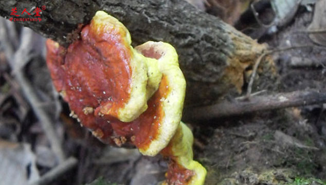 灵芝孢子粉,灵芝三萜,灵芝孢子粉灵芝三萜含量,灵芝三萜功效