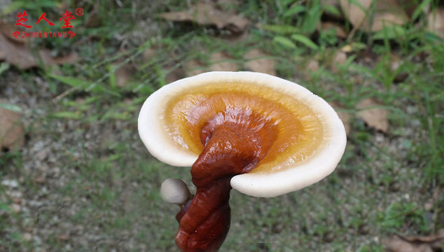 灵芝孢子粉,灵芝孢子粉味道,灵芝孢子粉越苦越好吗,破壁灵芝孢子粉