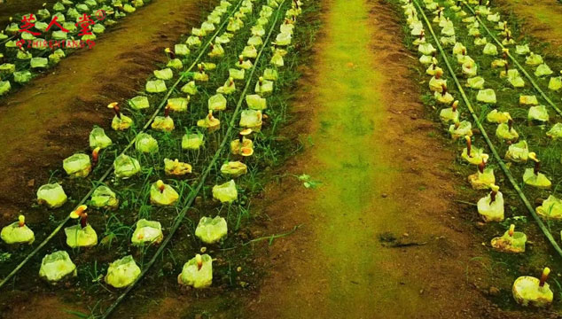 椴木灵芝与袋料灵芝有何区别,椴木灵芝,袋料灵芝