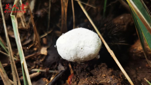 灵芝该如何保存呢,灵芝保存方法,灵芝存储方法,泰山灵芝保存,泰山赤灵芝保存