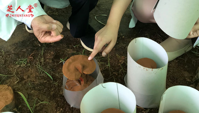 亚健康体质能吃灵芝孢子粉吗,灵芝孢子粉,亚健康体质,孢子粉