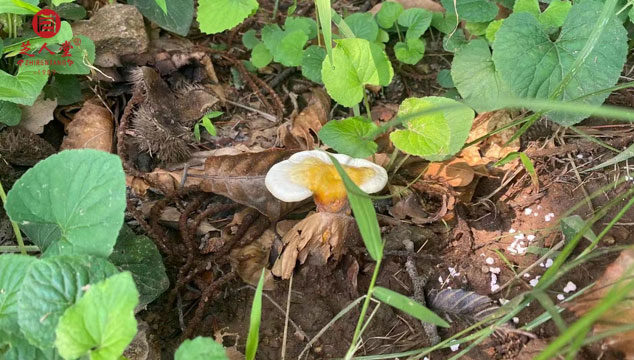 灵芝刚生长出来是硬的吗,灵芝朵,灵芝,泰山赤灵芝,芝人堂灵芝