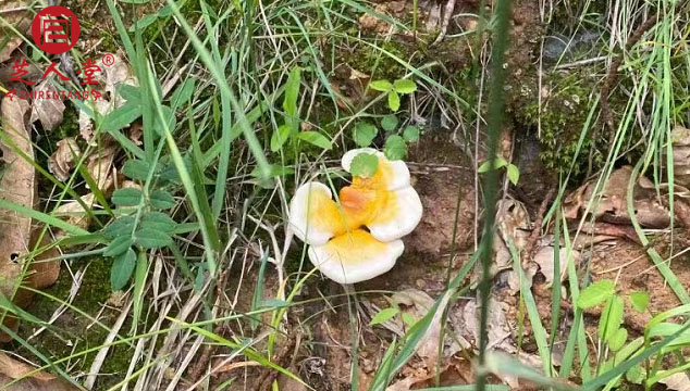 什么样的灵芝品质才是好的,灵芝品质,灵芝,泰山赤灵芝