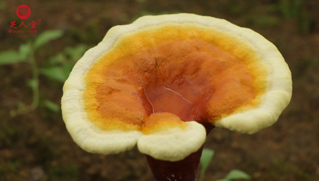 一颗灵芝可以泡多久,灵芝,泰山赤灵芝,泰山灵芝