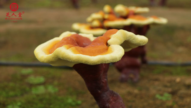 灵芝是药食同源的产品吗