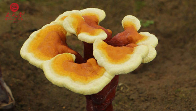 野生灵芝会喷发灵芝孢子粉吗,灵芝喷发灵芝孢子粉